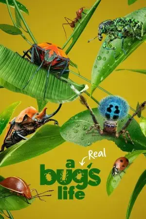 A Real Bug's Life A Real Bug's Life